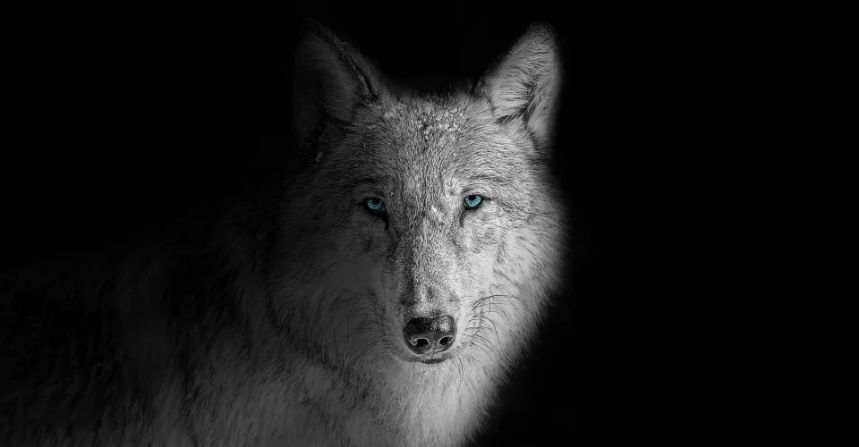White Wolf With Blue Eyes On Black Background 4K AMOLED... - Animals wallpaper - 4K