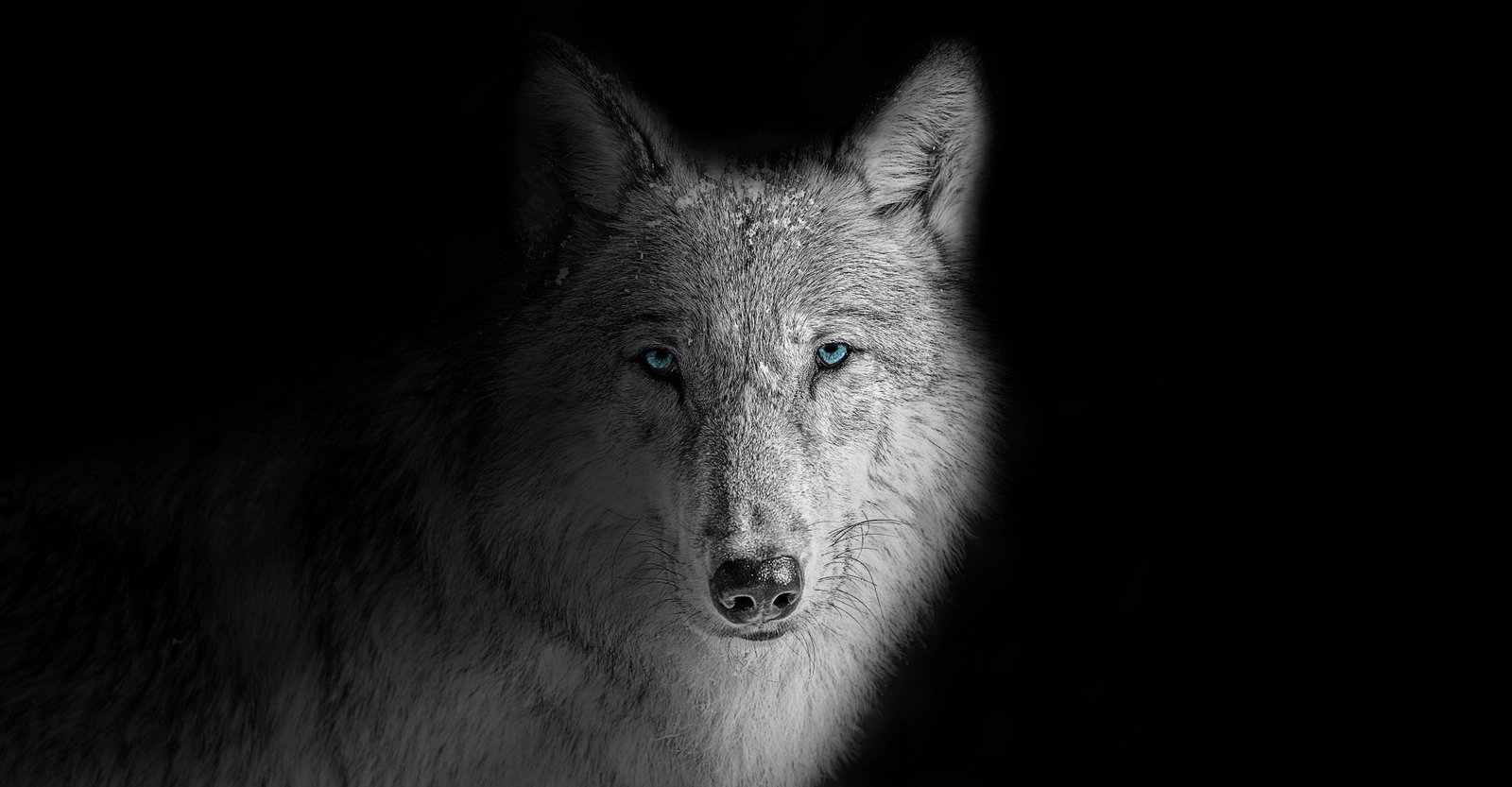 White Wolf with Blue Eyes on Black Background 4K AMOLED Wallpape - Animals wallpaper - 4K
