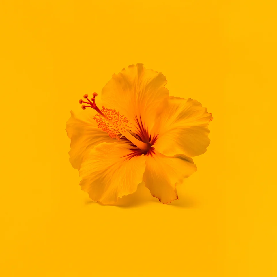 Yellow Hibiscus Flower 4K Wallpaper Monochromatic Aesthetic - Flowers wallpaper - 4K