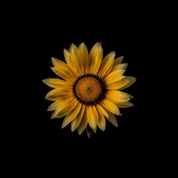Yellow Sunflower 4K Wallpaper Dark Minimalist Aesthetic